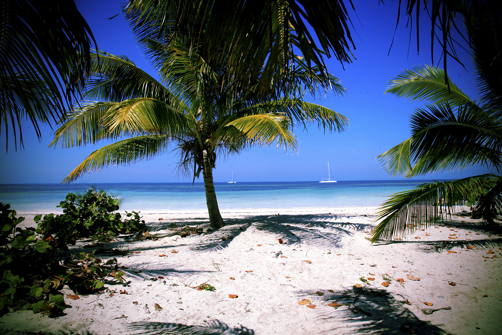 Palmenstrand mit weißem Sand und türkisfarbenem Wasser